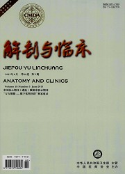 解剖与临床封面